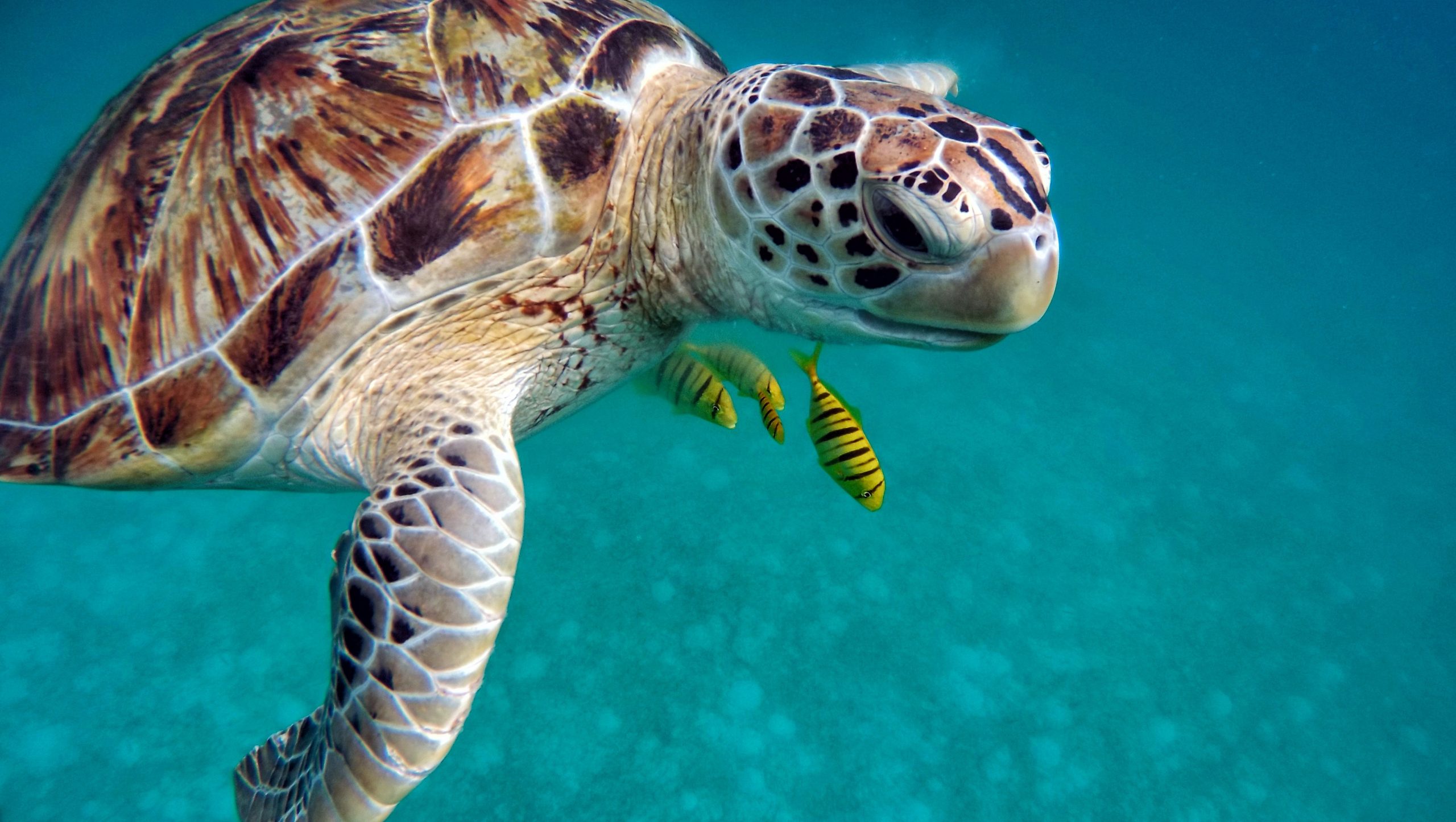 MinAmbiente fortalece el monitoreo de tortugas marinas