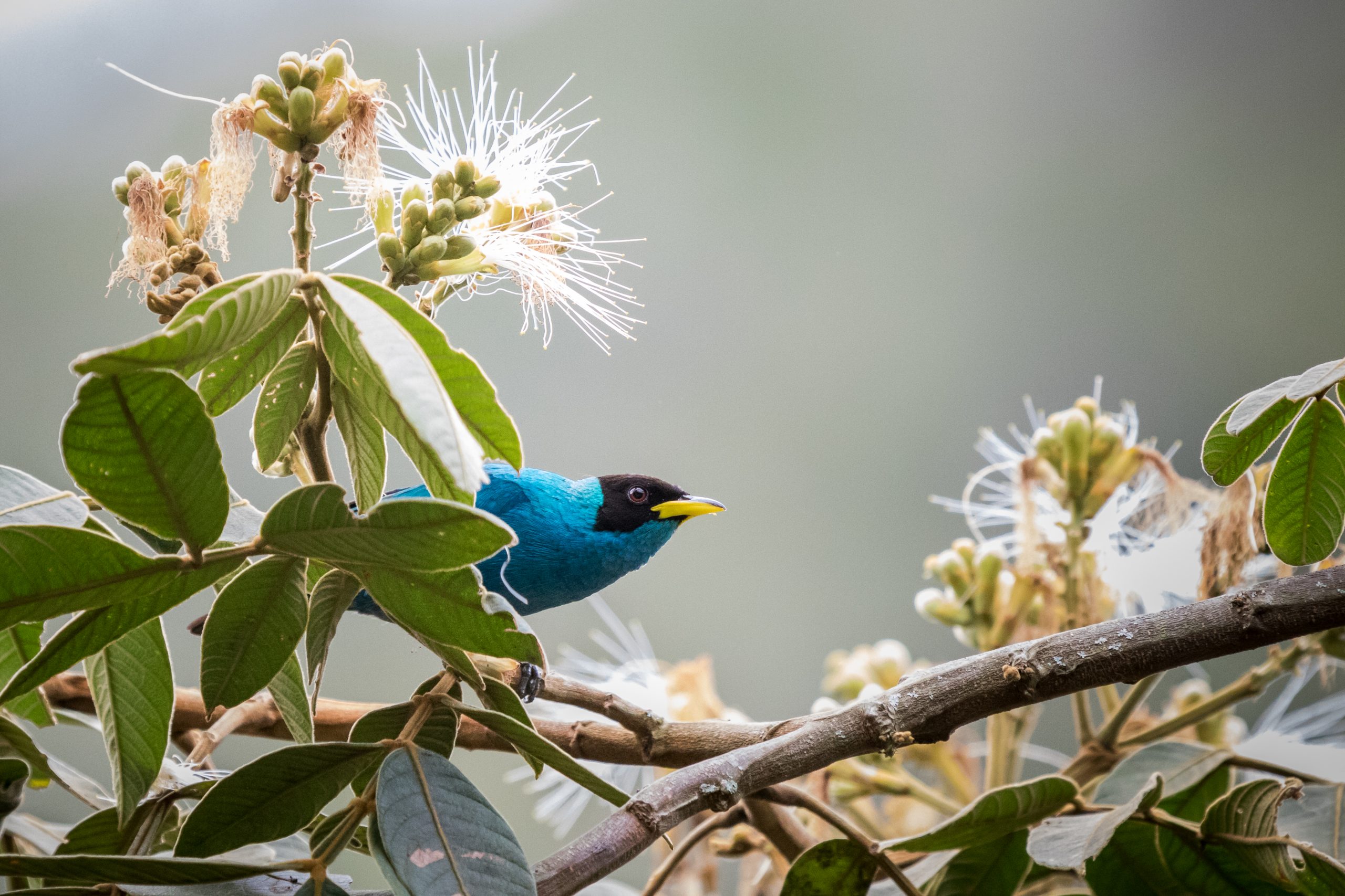 Nuevas publicaciones sobre biodiversidad y conservación en Colombia
