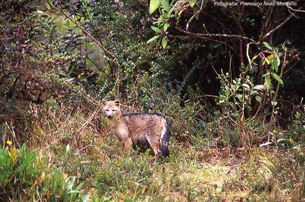 Gobierno Nacional lanza medidas de protección para animales silvestres en vías del país