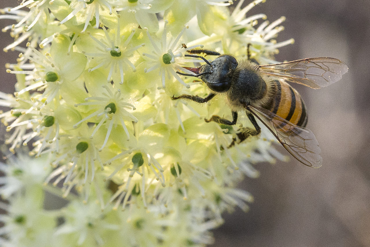 Las abejas, las reinas de nuestra biodiversidad