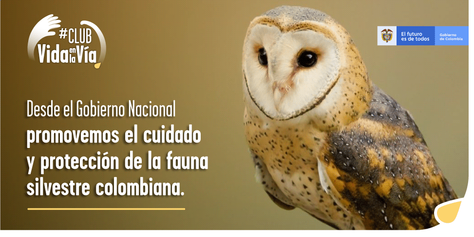 Gobierno nacional invita a los colombianos a hacer parte del #ClubDeVidaEnLaVía, iniciativa para prevenir el atropellamiento de fauna silvestre