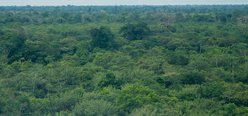 Alertas de deforestación han disminuido considerablemente durante la pandemia