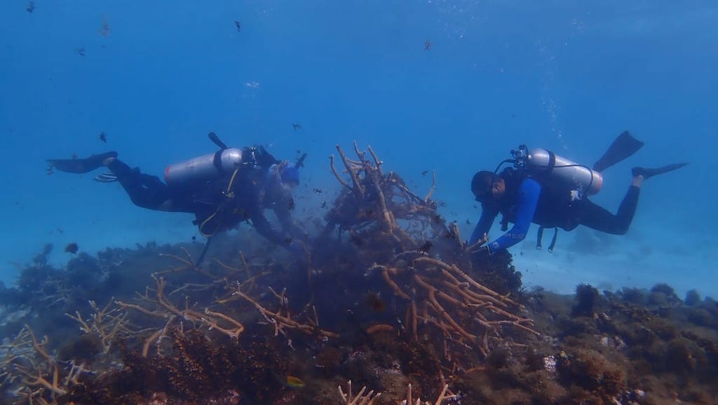 Cifra récord: 734 colonias de coral han sido rescatadas en primeras dos jornadas de primeros auxilios en Providencia