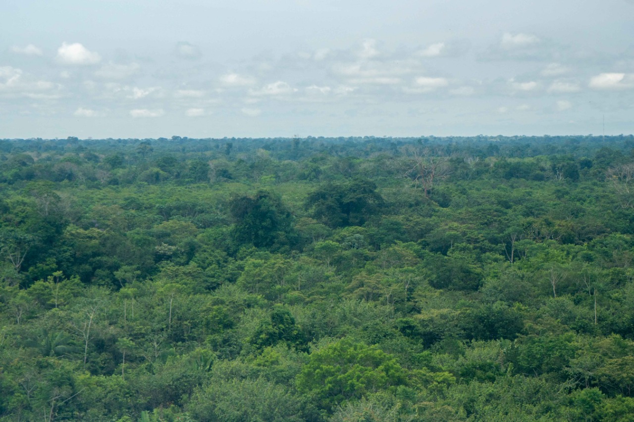 Se sigue reduciendo la deforestación, a pesar de las cifras de fin de año