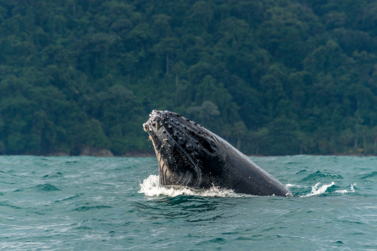 Minambiente hace llamado a comunidades costeras a estar alerta e informar a autoridad más cercana en caso de avistar ballenas jorobadas en apuros