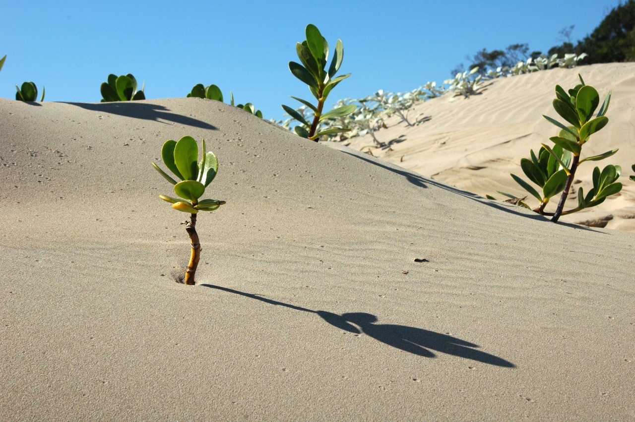 Colombia celebró el Día Mundial de Lucha contra la Desertificación y la Sequía 2020