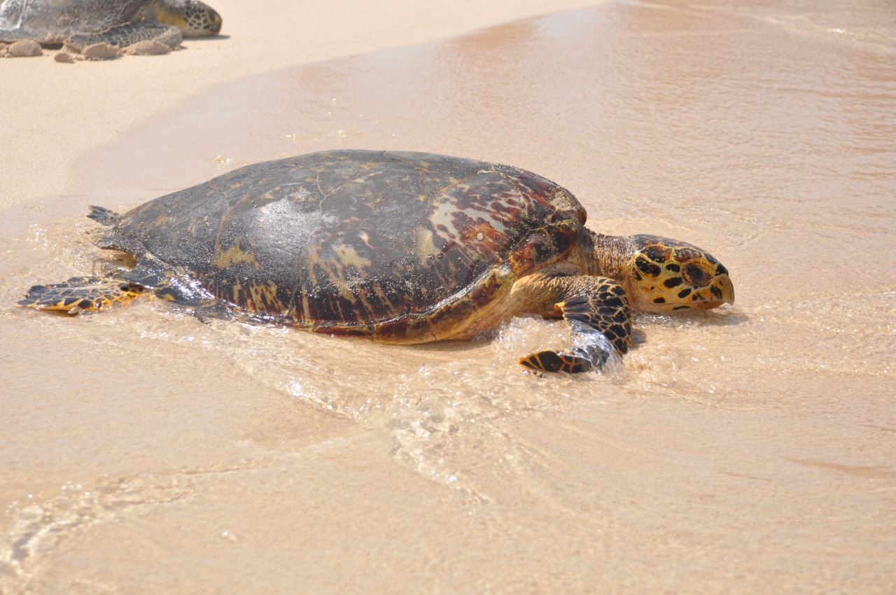 Tortugas de tierra, río o mar: todas ancianas, pero muy campantes