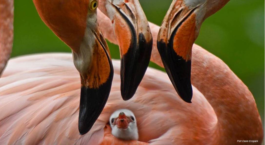 Después de mes y medio de gestiones en favor de nuestra fauna, avanza con éxito campaña #NoEstánSolos