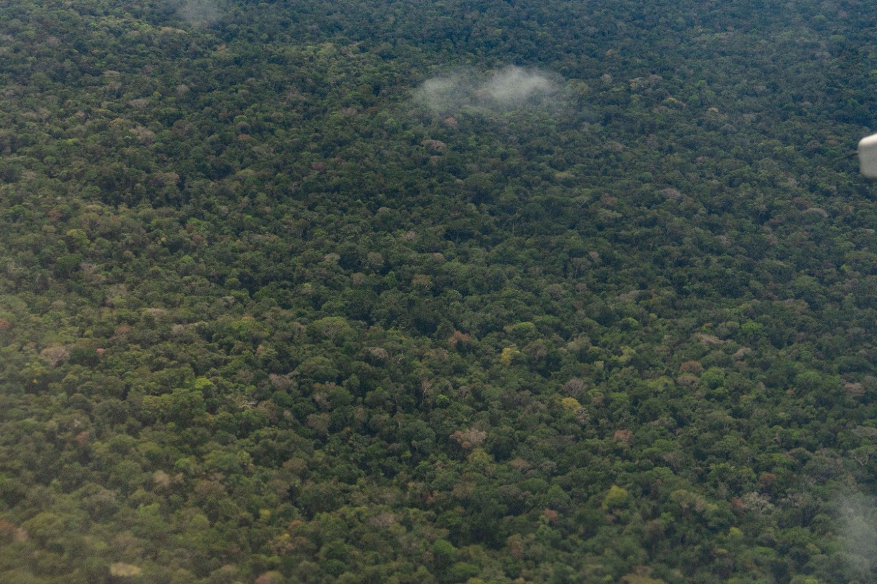 Colombia continúa reduciendo la deforestación anual, pasando de un 10% al 19.2%