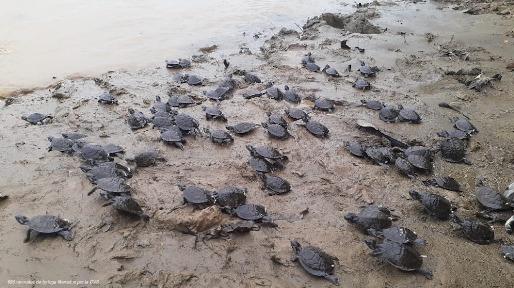 Sistema Nacional Ambiental, comprometido con la protección y conservación de la fauna