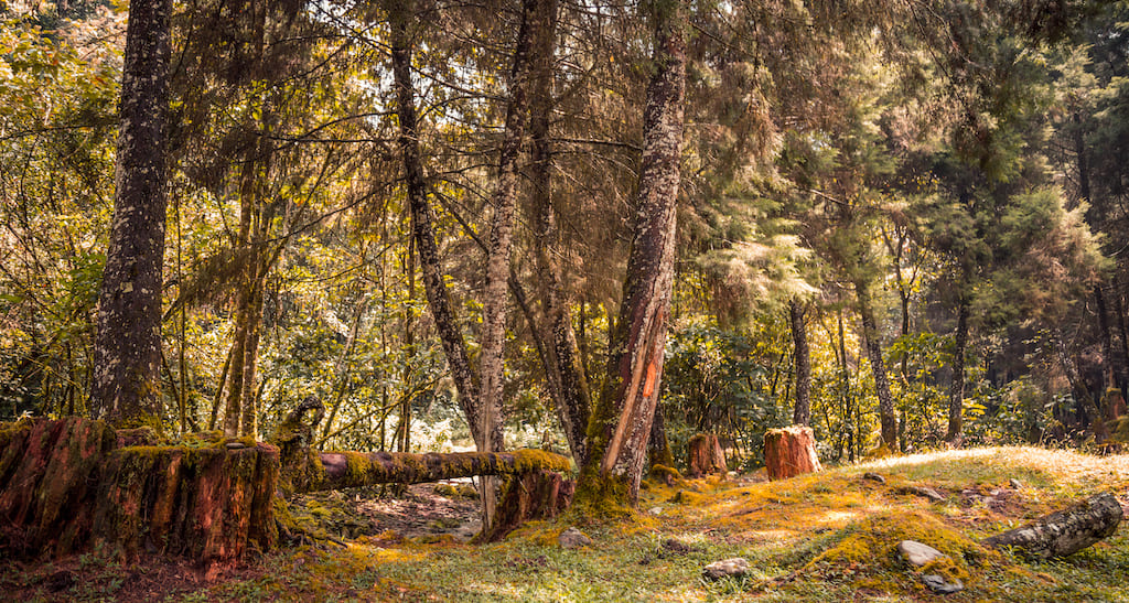 Minambiente, Embajada Británica y Naciones Unidas, capacitaron a funcionarios en procedimientos sancionatorios frente a deforestación