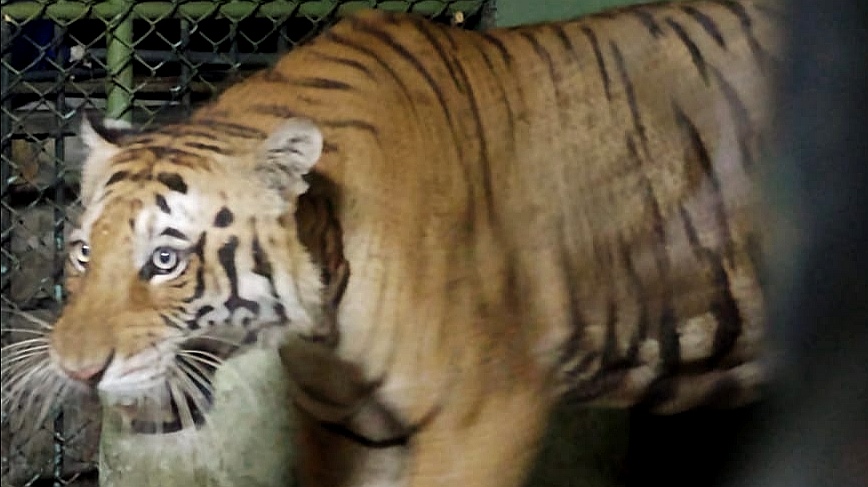 Seguimos trabajando por la fauna: Tigre se encuentra a salvo en Zoológico Piscilago Colsubsidio