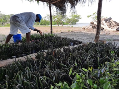 La reforestación en Colombia no se detiene