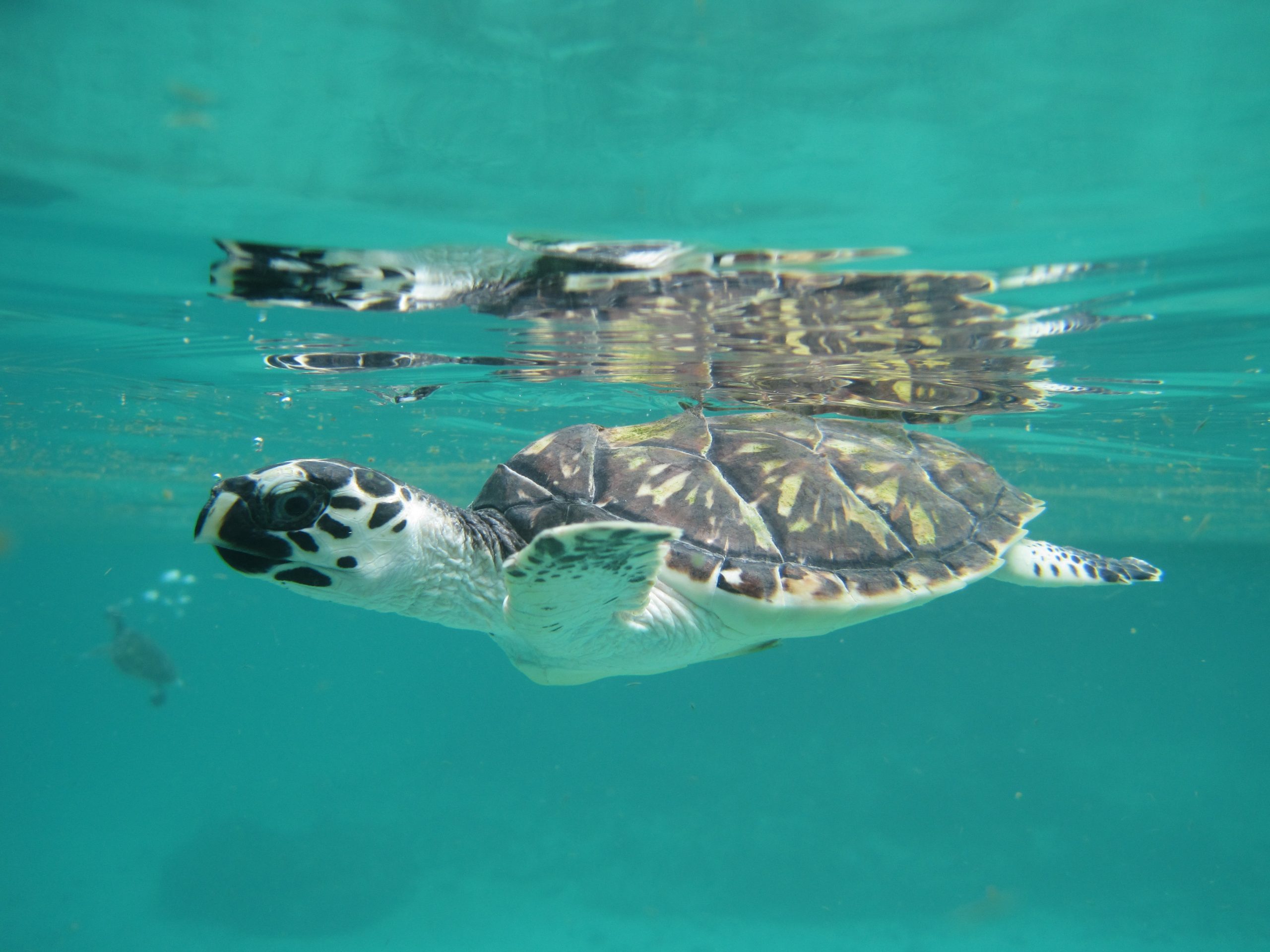 Minambiente, Parques Nacionales Naturales, Cardique y EPA Cartagena lideran plan para recibir a las tortugas en su temporada de anidamiento y desove