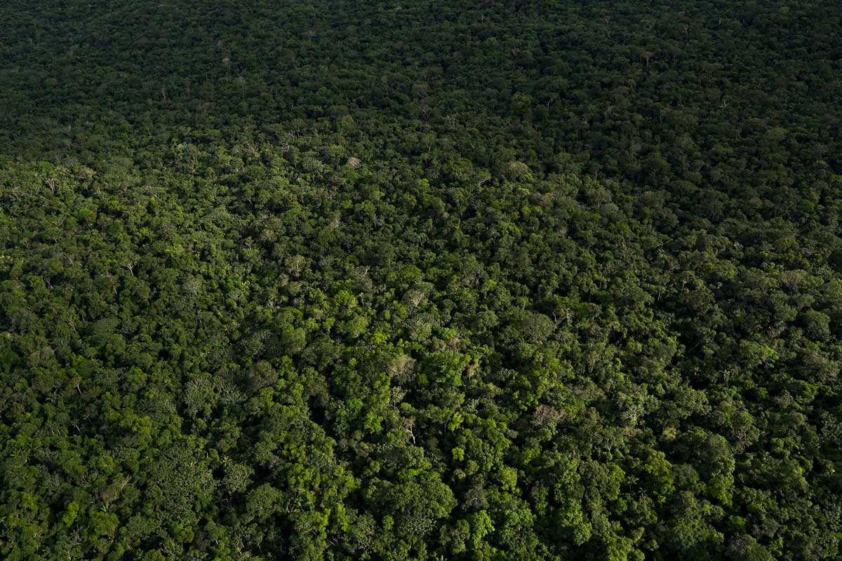 Convenio permitirá sembrar medio millón de árboles y restaurar 500 hectáreas en el Meta