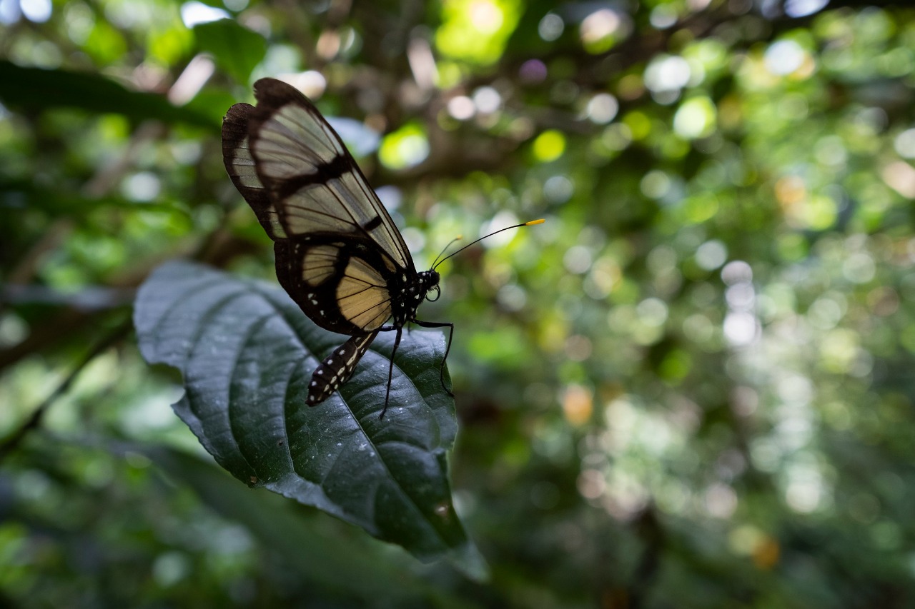 Diálogo virtual: Colombia busca fortalecer las iniciativas de conservación de la biodiversidad