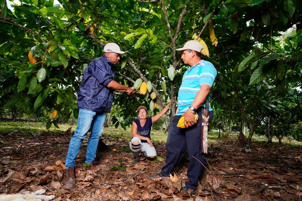 En el Día de los Bosques Tropicales, Minambiente cuenta cómo lucha Colombia contra la deforestación