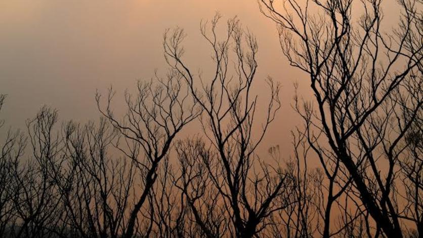 Minambiente lamenta la pérdida de la vida de personas y de los ecosistemas más vitales en Australia
