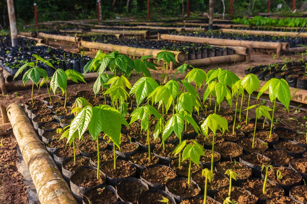 Red de viverismo comunitario: un proyecto que fortalece la paz y los bosques en la Amazonía
