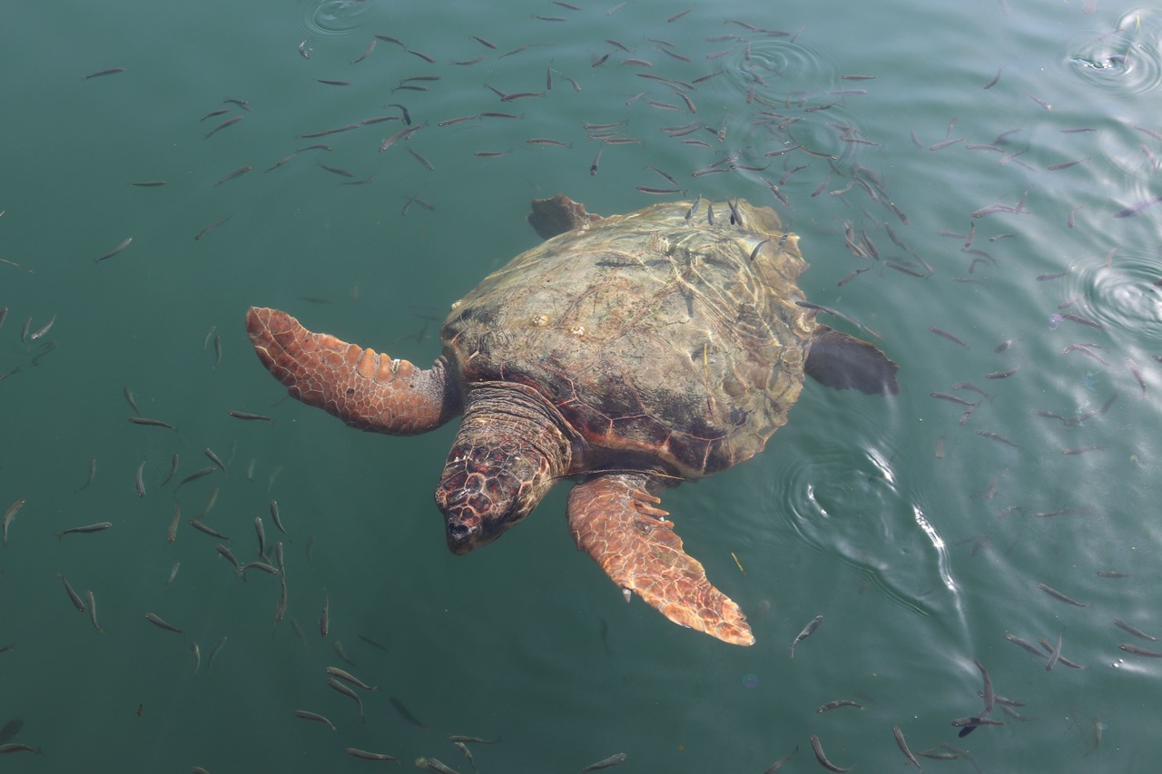 Comunidades costeras pueden ayudar a monitorear tortugas marinas con formularios diseñados por MinAmbiente