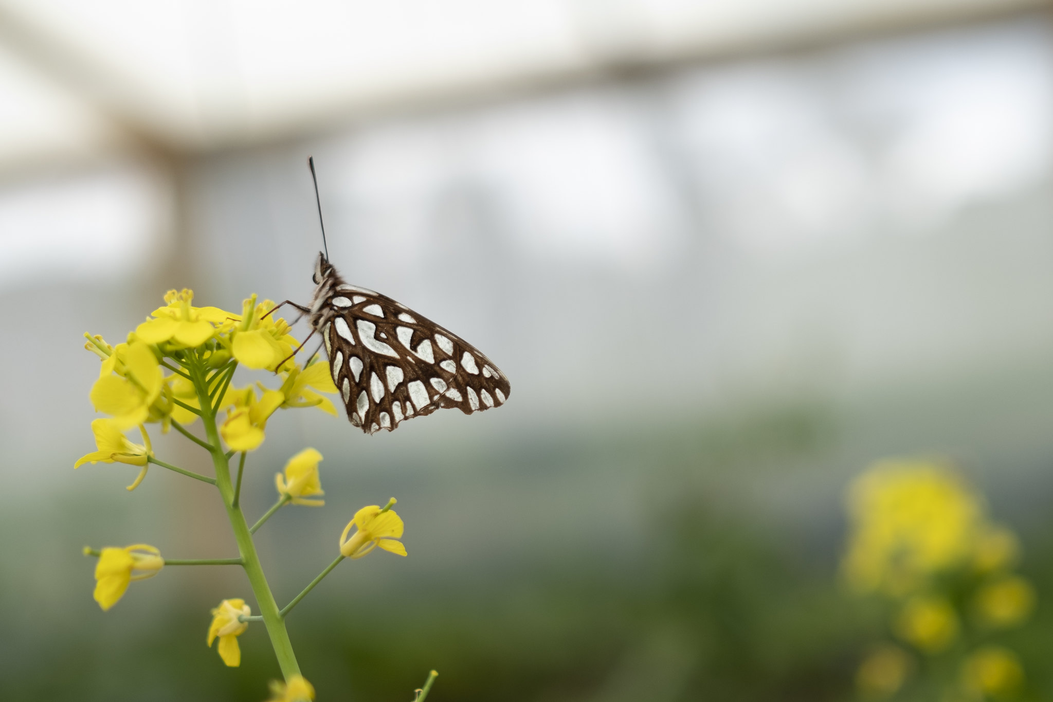 Colombia, el país de las mariposas