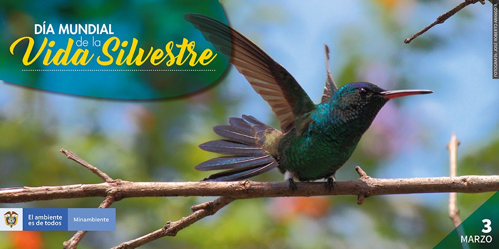 Hoy celebramos la riqueza de nuestra vida Silvestre: MinAmbiente