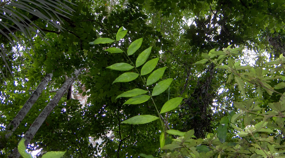 Sector ambiente duplicaría inversión para la lucha contra la deforestación y conservación de áreas protegidas con reforma a regalías