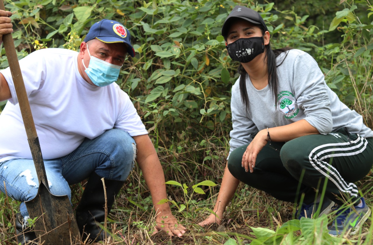 Los ingenios azucareros sembrarán 1400 árboles en 4 municipios del Valle del Cauca