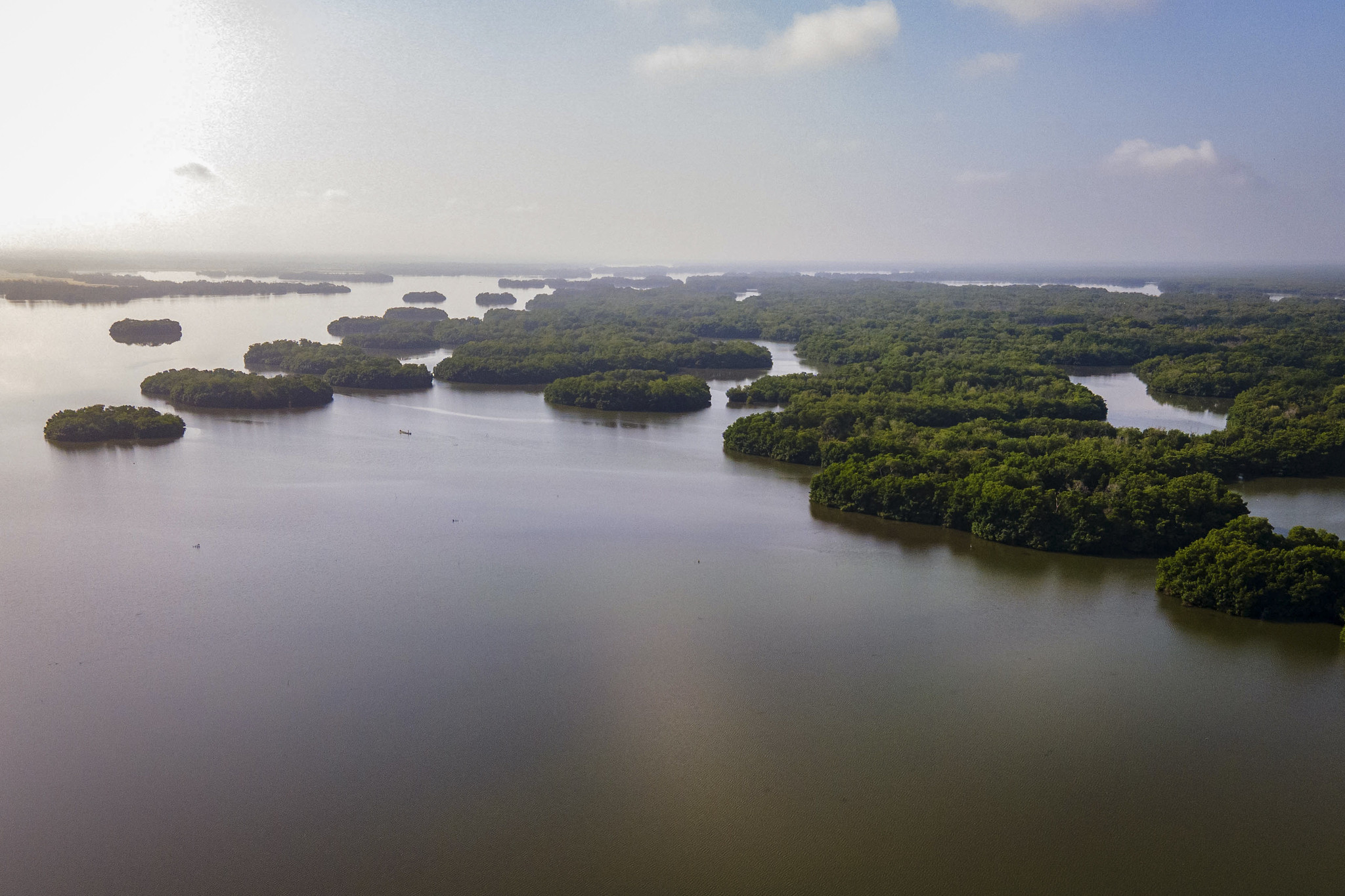39.699 hectáreas de bosques de mangle se han recuperado en la Ciénaga Grande de Santa Marta