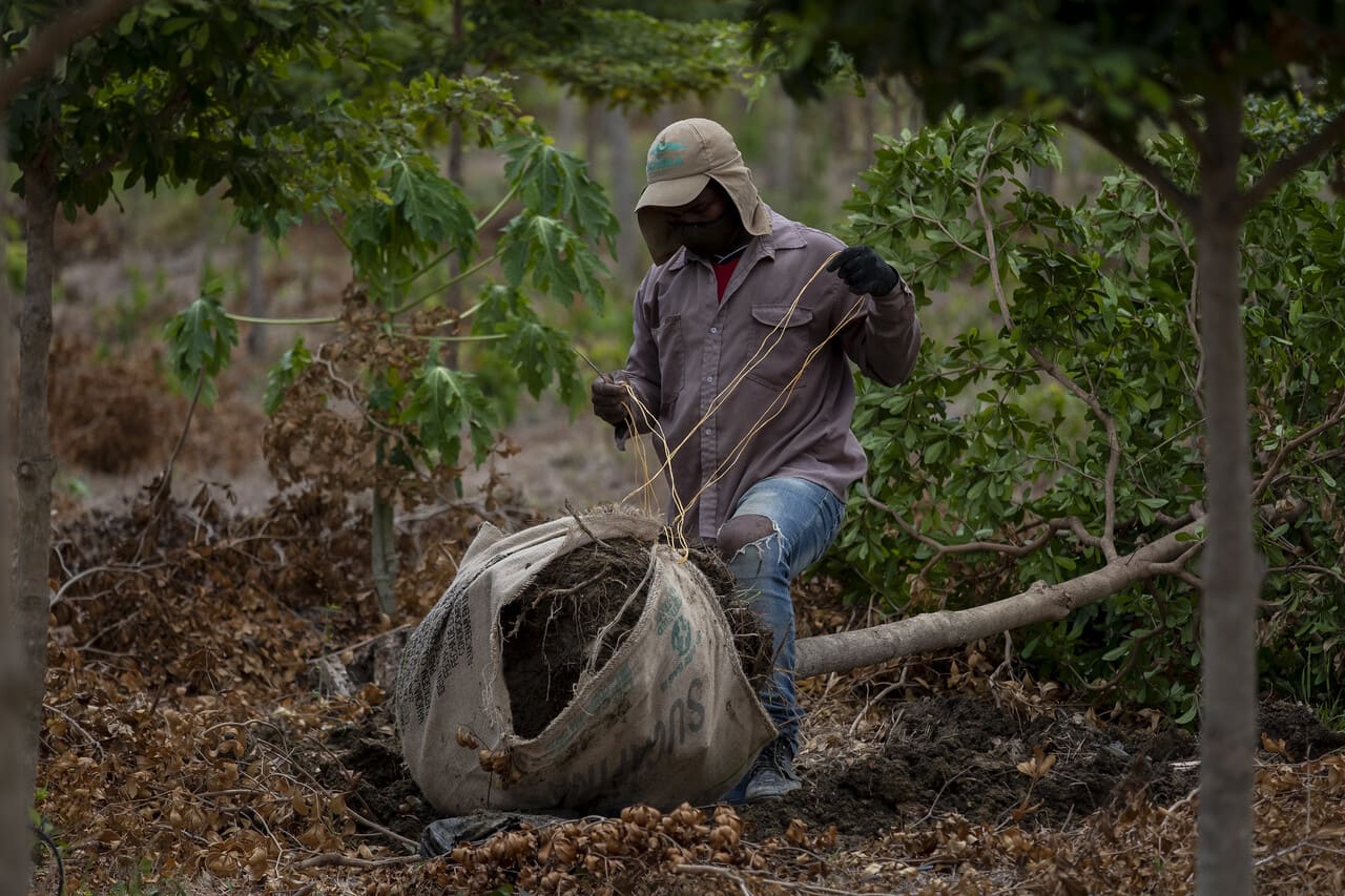 En el Día del Árbol, MinAmbiente invita a sembrar árboles para respirar mejor