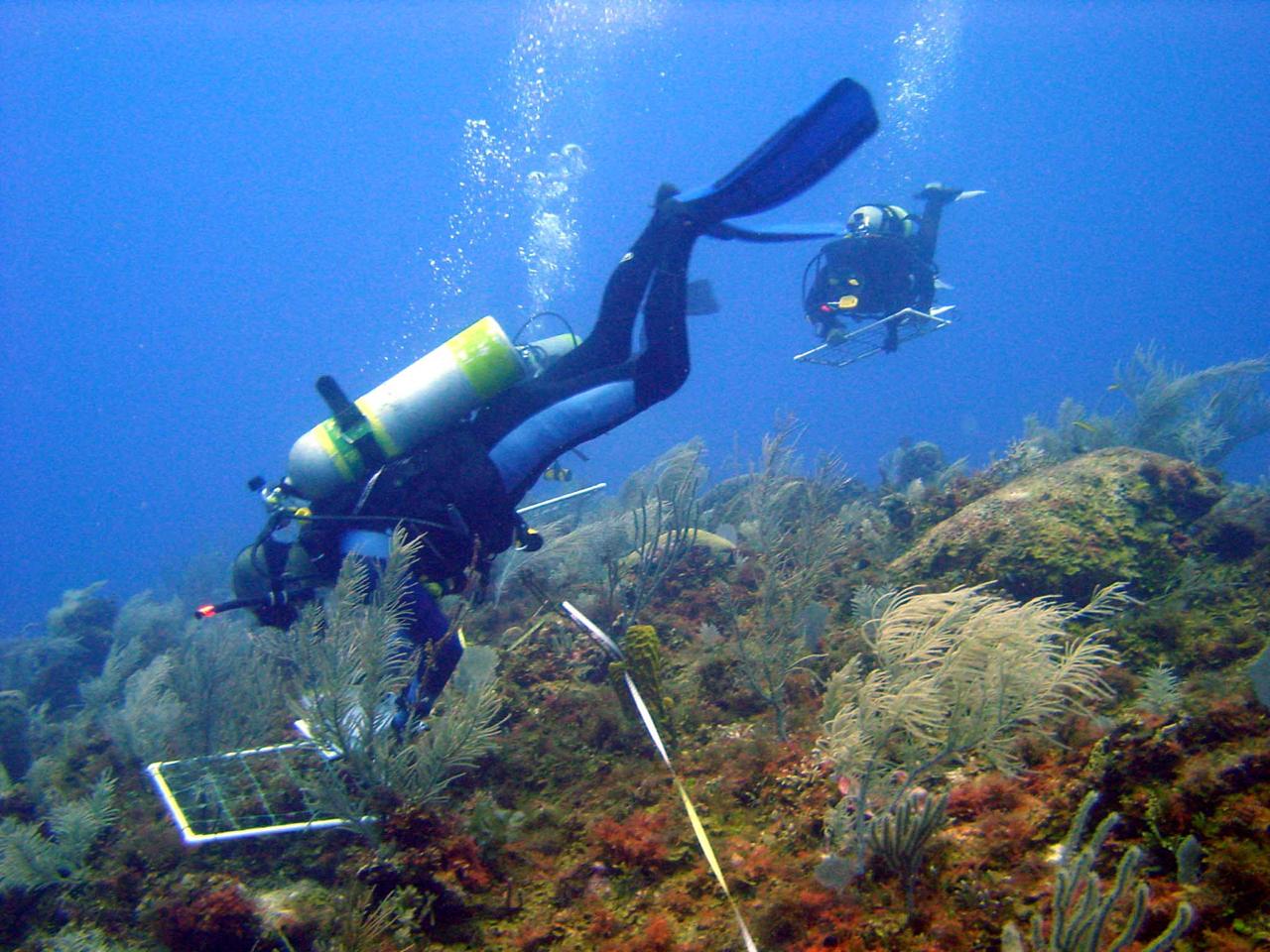 Este jueves comienza rescate a colonias de coral afectadas por el huracán Iota