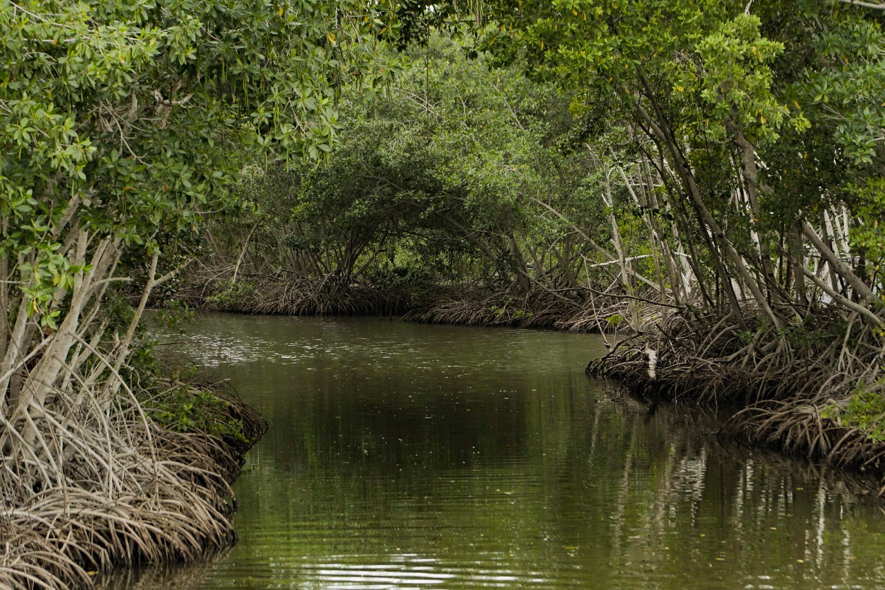 Se fortalecerán capacidades de autoridades ambientales en temas de carbono azul y conservación