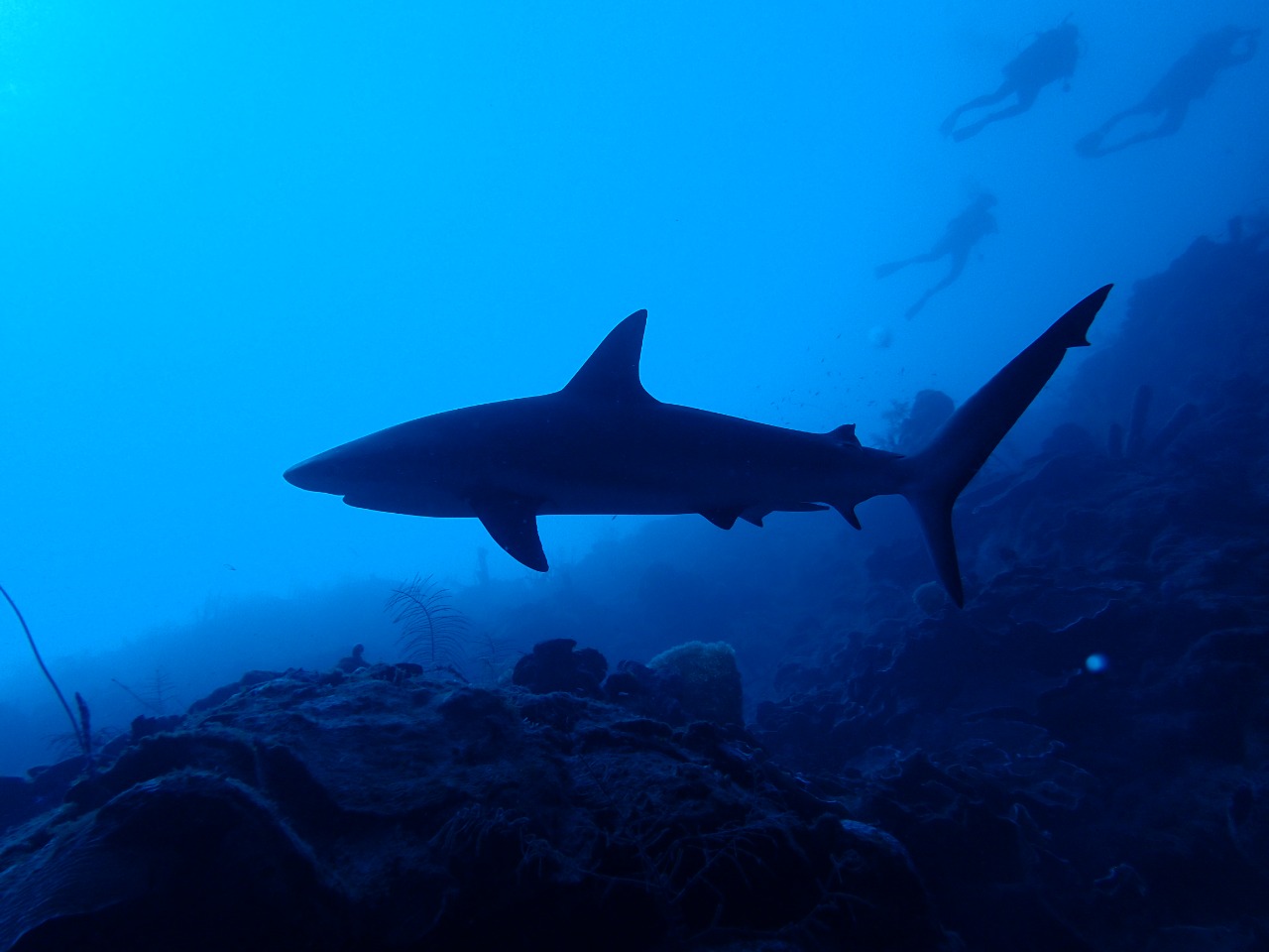 “Rechazo contundentemente el tráfico ilegal de tiburones”: Ministro de Ambiente