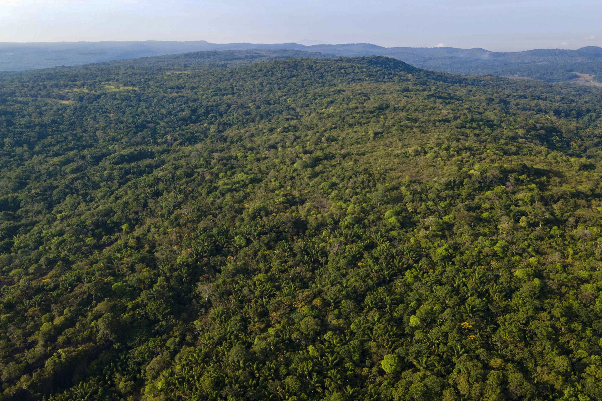 Colombia tendrá un mapa de vegetación