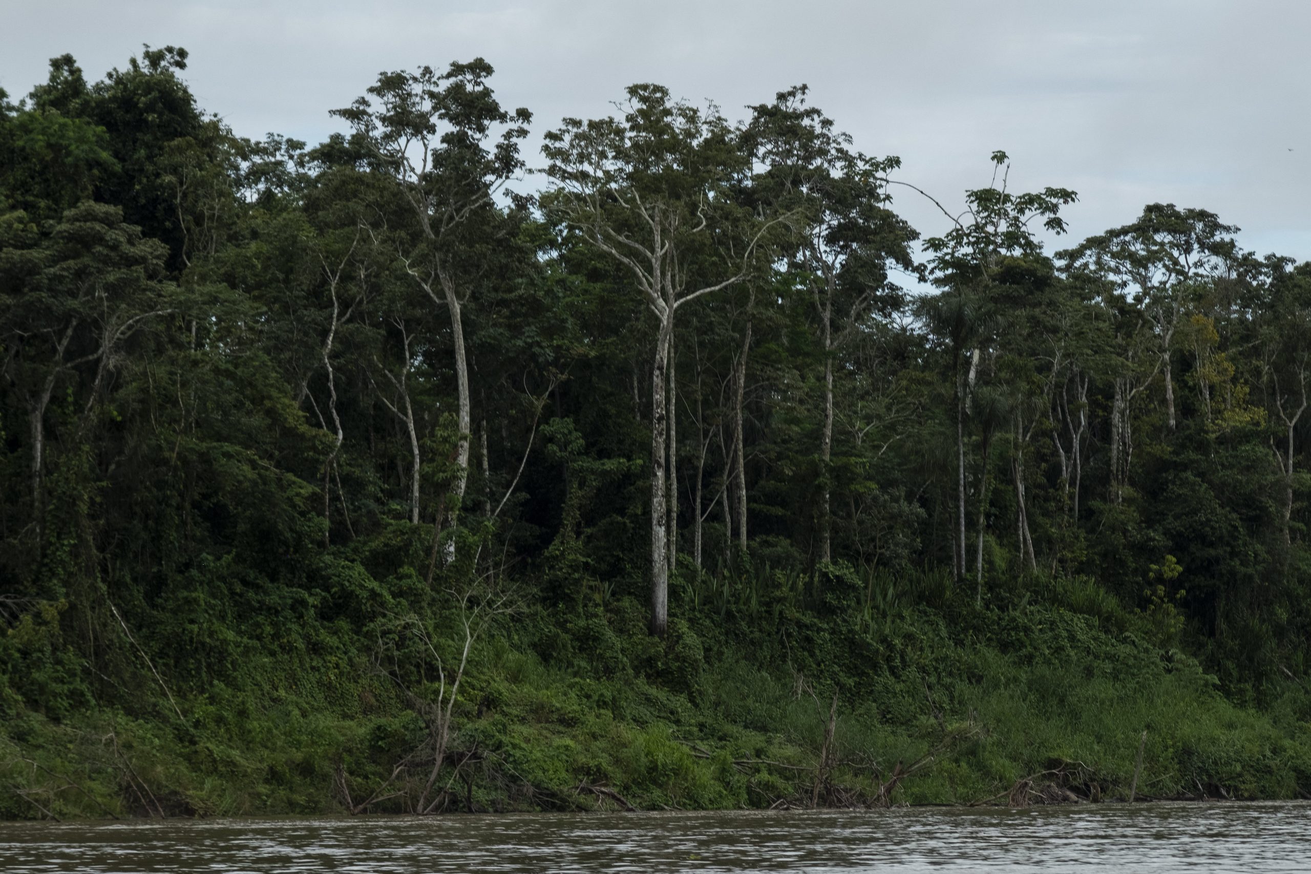 Desde el Amazonas, presidente Duque sancionará ley de Delitos Ambientales