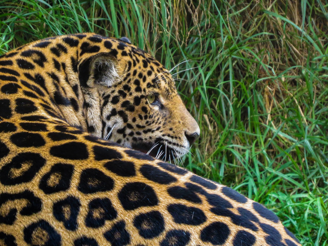 Colombia registra al menos 63.303 especies silvestres, un 8 % más que en 2020