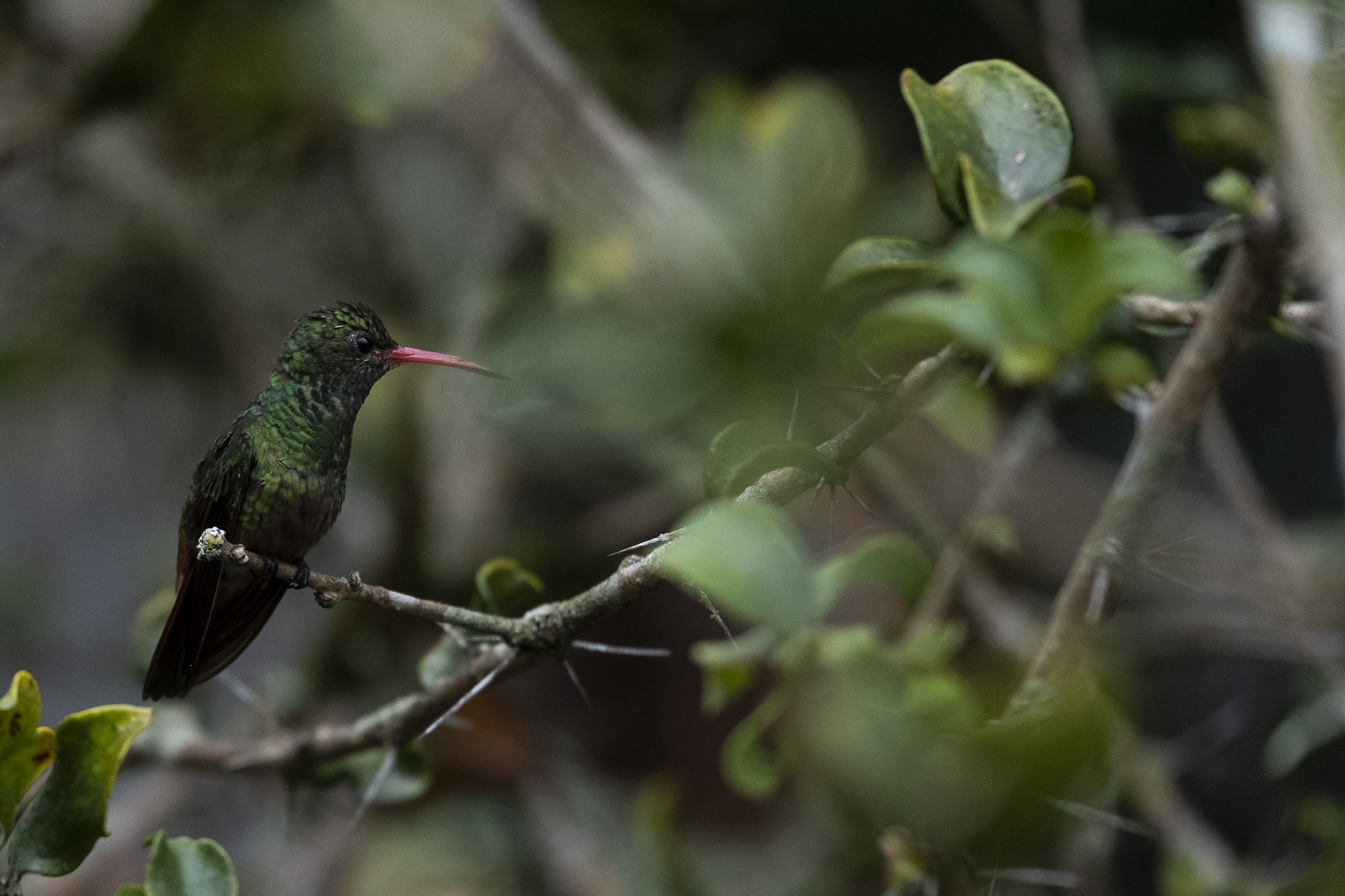 Minambiente lamenta los destrozos ocurridos en el Jardín Botánico de Medellín y se solidariza con los antioqueños