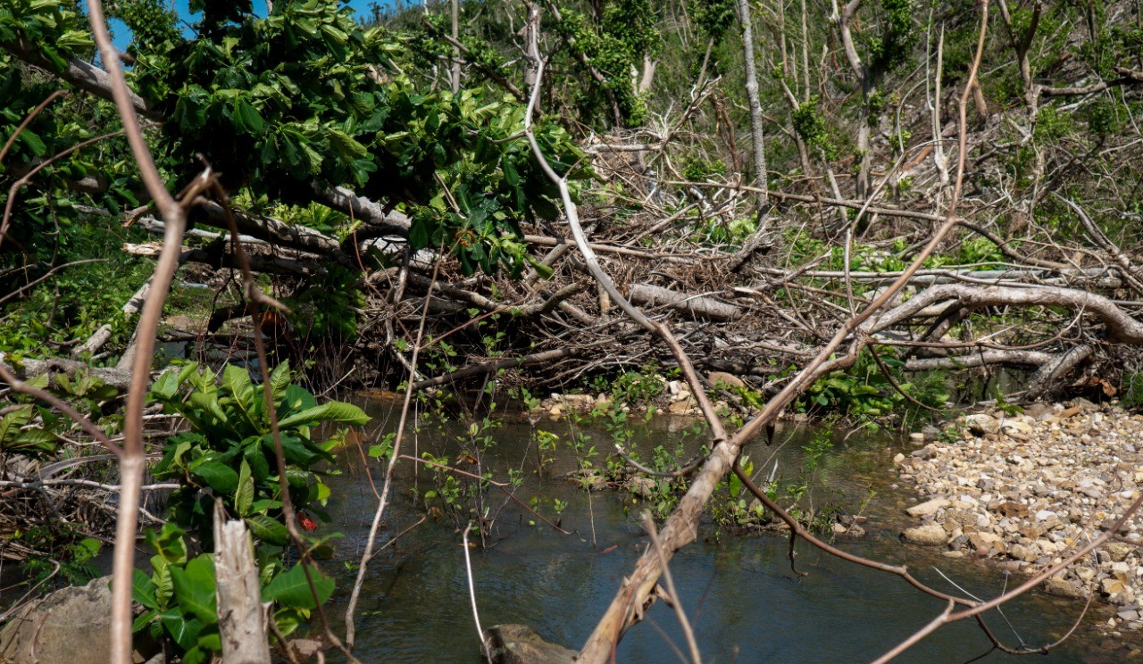 Ley del Clima, el proyecto que el Minambiente presentará al Congreso
