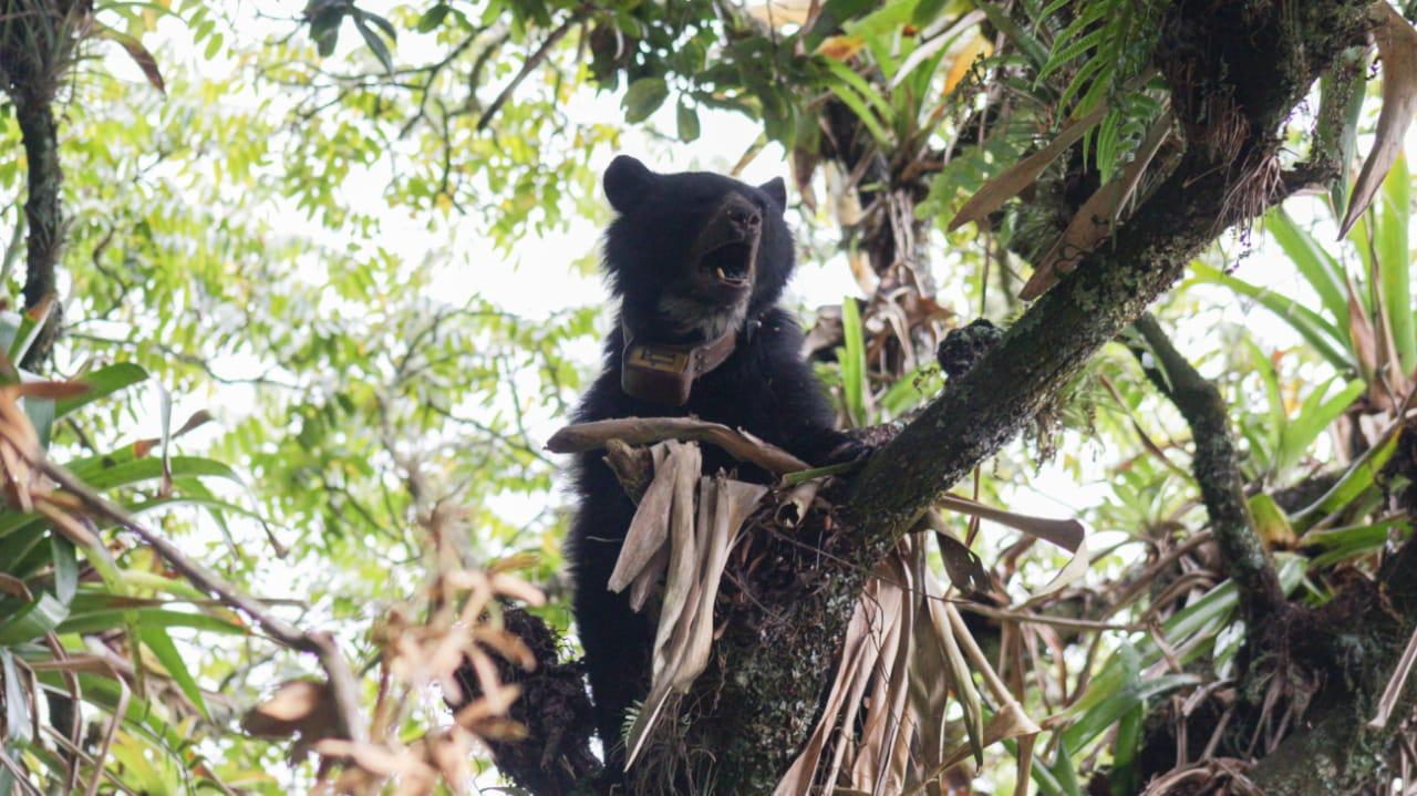 Ante la muerte de la osa Pensilvania, el Minambiente llama a la protección de las especies