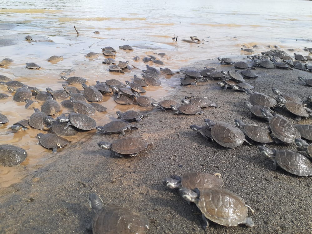 Colombia le cierra el cerco al tráfico ilegal de especies silvestres