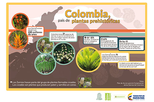 Colombia, país de plantas milenarias