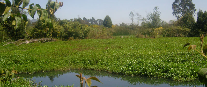 Humedales urbanos son clave para la sostenibilidad ambiental