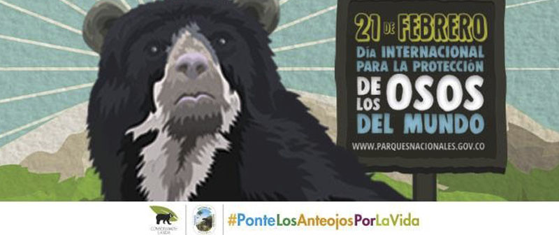 Oso andino, el jardinero de los bosques