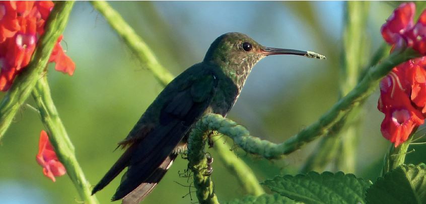 Por primera vez Colombia presenta una iniciativa de conservación para polinizadores