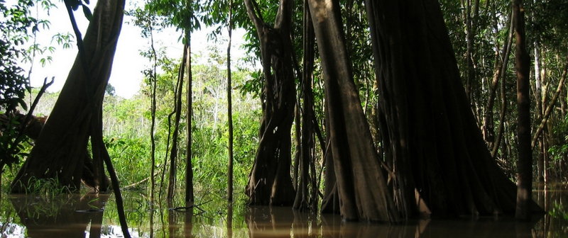 Visión Amazonía: 5 frentes de acción para reducir la deforestación