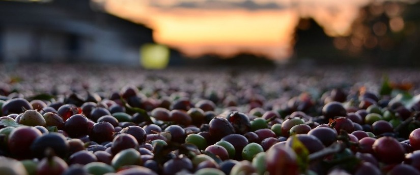 Cultivos de café en Casanare, hacia la adaptación al cambio climático