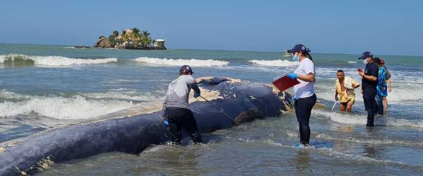 El Minambiente y autoridades investigan muerte de ballena en San Bernardo del Viento