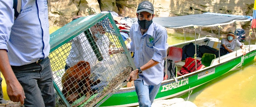En Colombia se liberaron 12.968 individuos de fauna silvestre en 2021