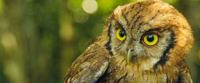 Autoridades ambientales liberaron 28 individuos de 17 especies de fauna