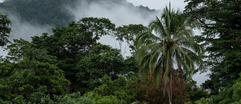 Ya está disponible Covima 2.0, app para la conservación de los bosques del país
